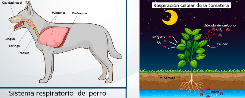 Las funciones vitales de los seres vivos en primaria