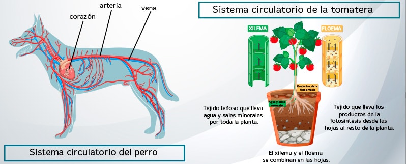 Las funciones vitales de los seres vivos para niños