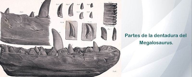 Megalosaurus Dentadura