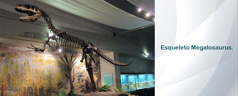 Megalosaurus Esqueleto