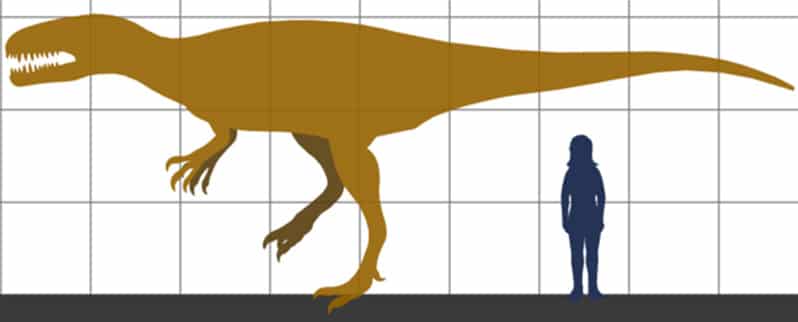 Megalosaurus Tamaño