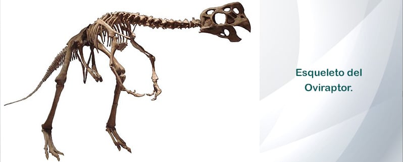 Oviraptor Esqueleto