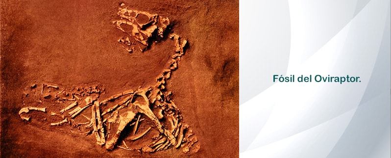 Oviraptor Fósil