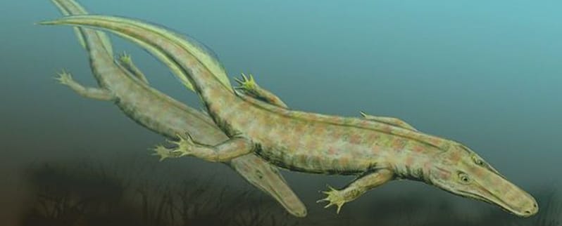 Período Carbonífero animales