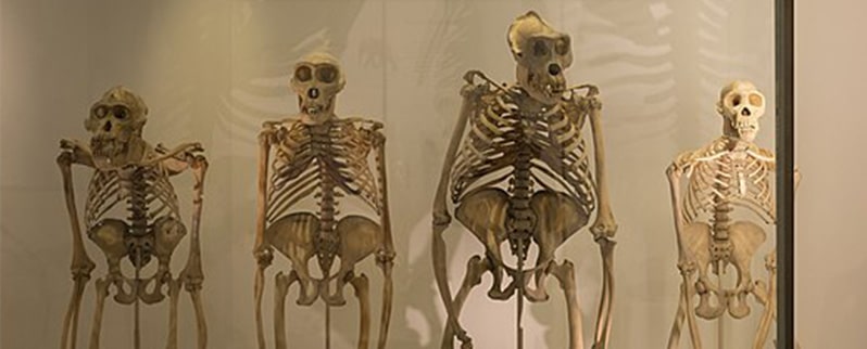 Periodo Cuaternario Esqueletos
