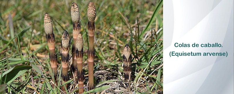 Periodo Devónico plantas