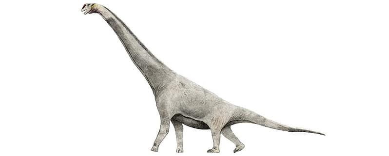 Período Jurásico Braquiosaurio