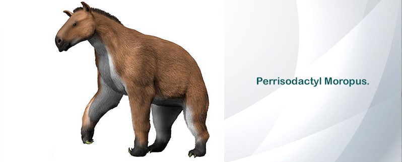 Período Neógeno Moropus