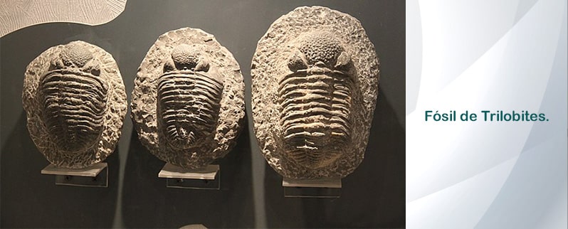 Periodo Ordovícico Trilobites