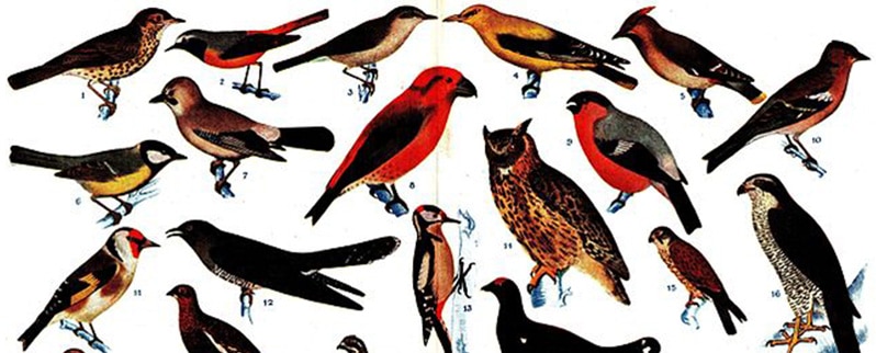 Período Paleógeno aves