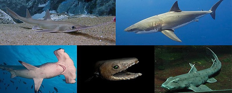 Período Paleógeno tiburones