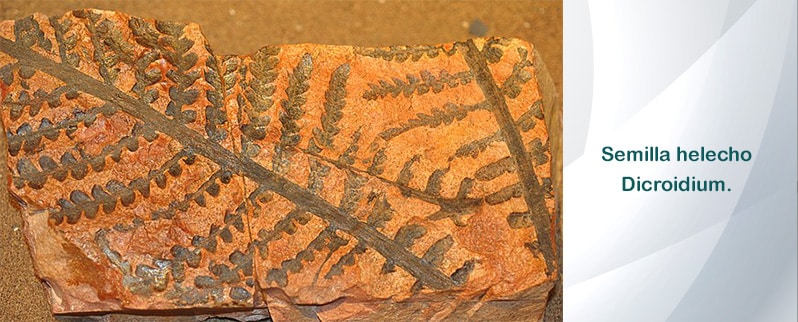 Período Pérmico dicroidium