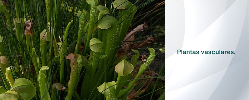 Periodo Silúrico plantas