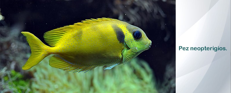 Período Triásico Neopterigios