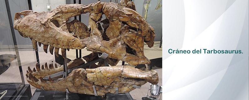 Tarbosaurus Cráneo