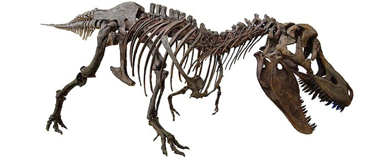 Tarbosaurus Esqueleto