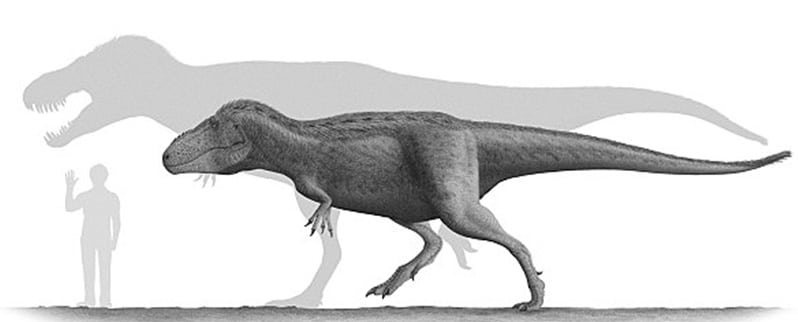 Tarbosaurus Tamaño