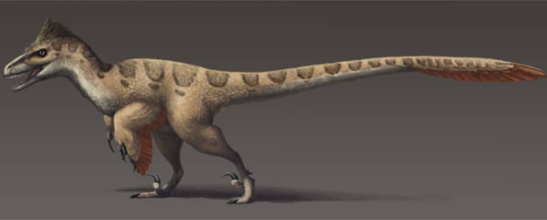 Utahraptor Ostrommaysorum