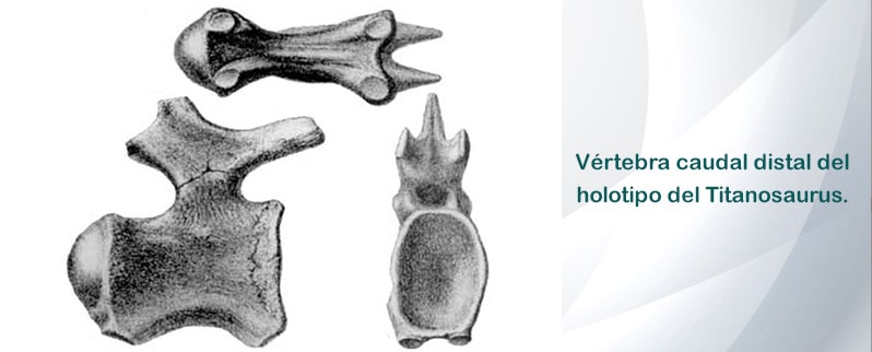 Vértebra Titanosaurus