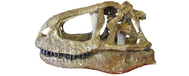 Abelisaurus Cráneo