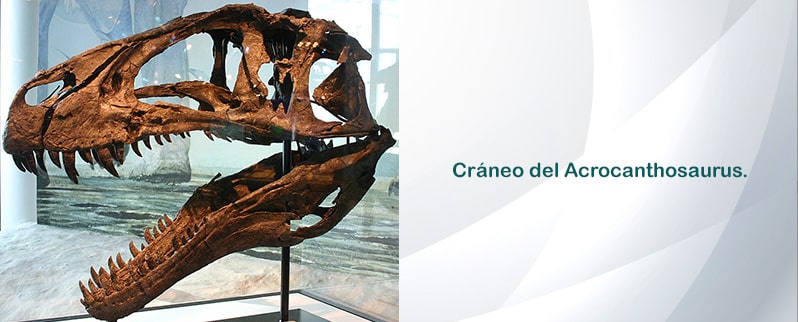 Acrocanthosaurus Cráneo