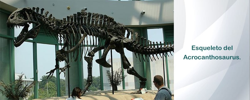 Acrocanthosaurus Esqueleto