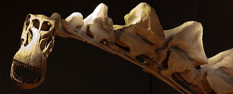 Alamosaurus Cráneo