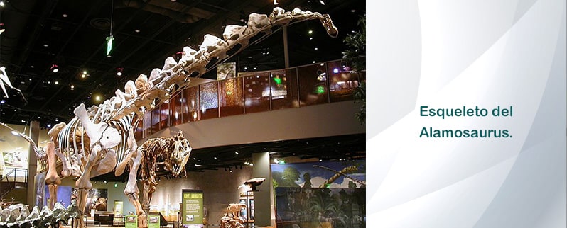 Alamosaurus Esqueleto