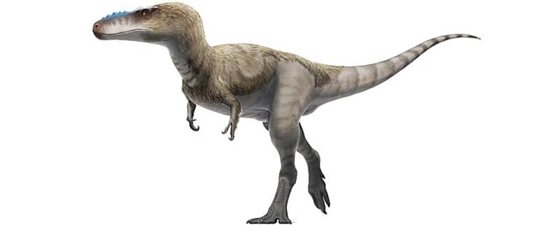 Alioramus