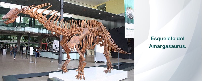 Amargasaurus Esqueleto