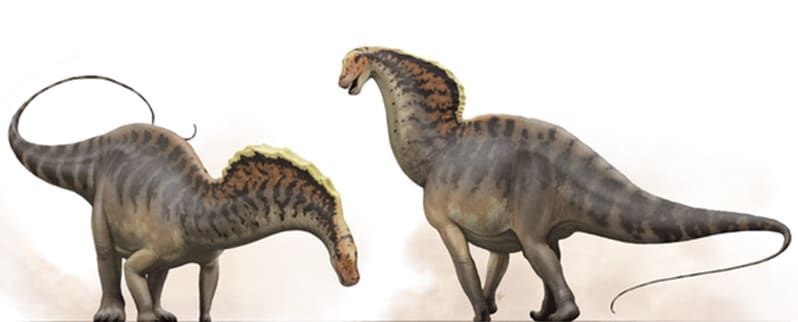Amargasaurus Grupo