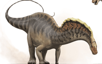 Amargasaurus