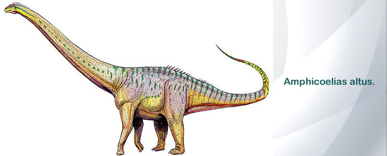 Amphicoelias Altus