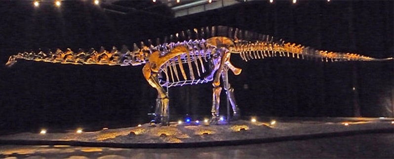 Amphicoelias Esqueleto