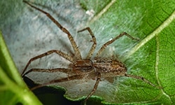 Animales invertebrados de primaria para niños