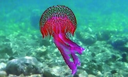 Animales invertebrados para niños de primaria