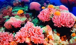 Animales invertebrados para niños