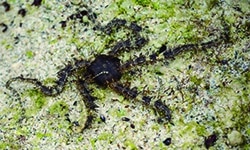 Animales invertebrados para primaria
