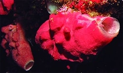 Animales Invertebrados