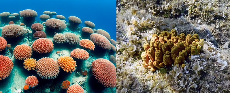 Clasificación de animales invertebrados