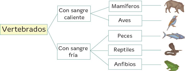 Clasificación de animales vertebrados