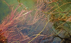 Ecosistemas acuáticos algas