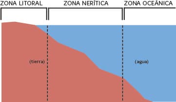 Ecosistemas acuáticos para niños en primaria