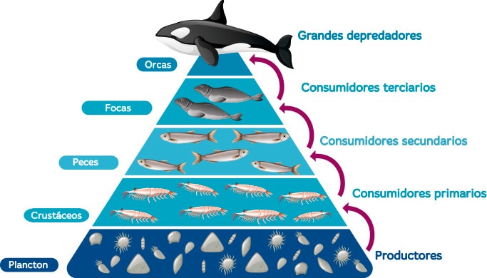Ecosistemas acuáticos para niños