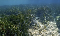 Ecosistemas acuáticos pasto marino