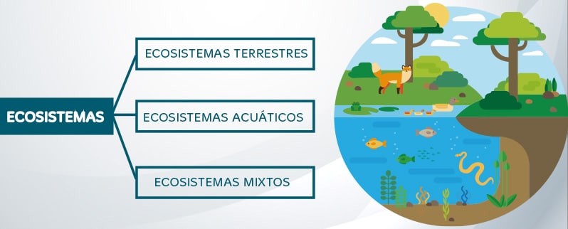 Ecosistemas terrestres para primaria para niños