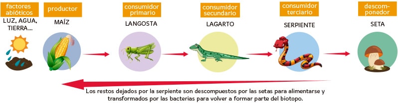 Ecosistemas terrestres para primaria