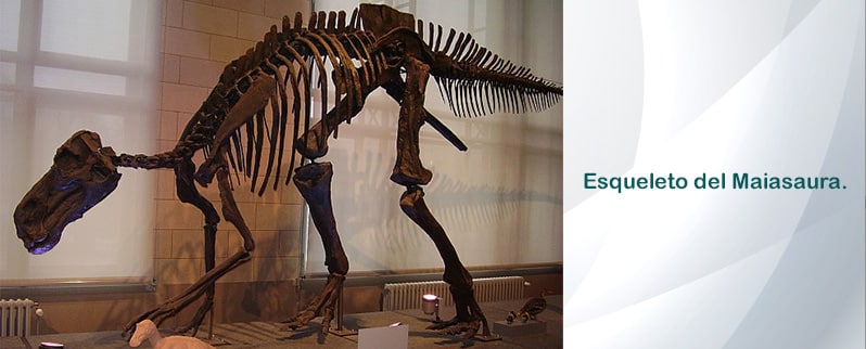Esqueleto Maiasaura