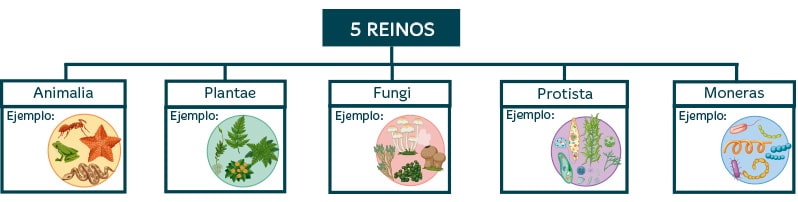 Factores abióticos y bióticos en primaria
