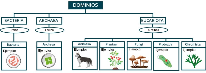 Factores abióticos y bióticos para primaria